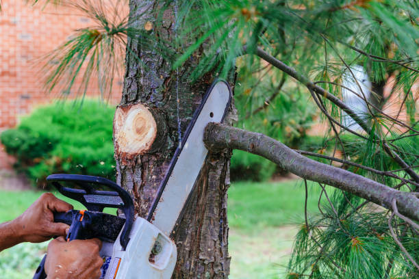 Best Tree Trimming and Pruning  in USA